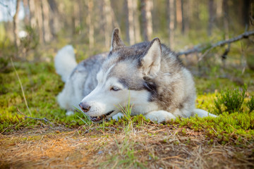 majestic portrait of grey black purebread husky dog lying on green grass.One siberian husky dog lying on the ground. Pet is walking in forest, park