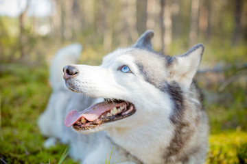 majestic portrait of grey black purebread husky dog lying on green grass.playful youngdog is ready for running , playing. Husky walking in park