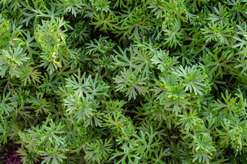 Leaves of meadow geranium. Natural lush meadow geranium greenery plants for ornamental and landscaping park and garden design.