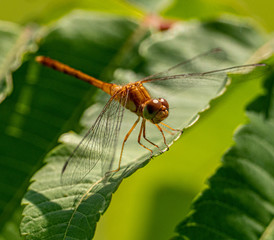 Dragonfly Meadow-hawk