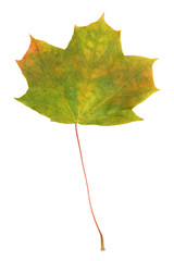 Maple leaf, beginning to turn yellow. Isolated on white.