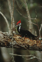 Pileated Woodpecker (Dryocopus Pileatus)