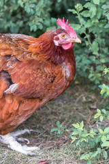 Chicken (Haushuhn, Gallus gallus domesticus)
