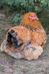 Chicken (Haushuhn, Gallus gallus domesticus)