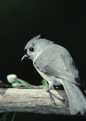 Tufted Titmouse (Baeolophus Bicolor)