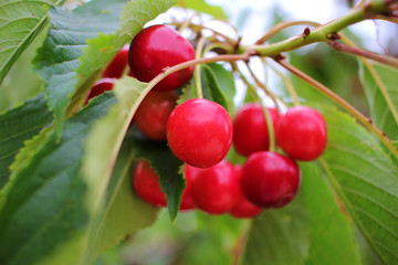 cluster of red cherries hanging from the tree before collecting