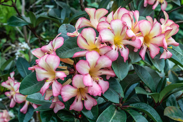 Singapore - March 22, 2019: Gardens by the Bay, the Cloud Forest Dome. Closeup of Yellow-pink-white flowers backed by green foliage.