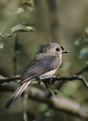 Tufted Titmouse (Baeolophus Bicolor)