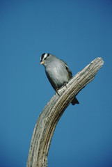 White-Crowned Sparrow (Zonotrichia Leucophrys)