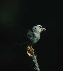 White-Crowned Sparrow (Zonotrichia Leucophrys)