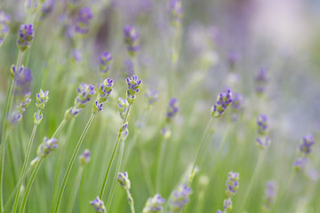 lavender in early bloom with blurry background