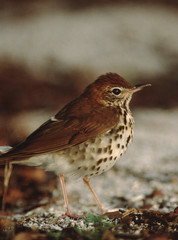 Wood Thrush (Hylocichla Mustelina)