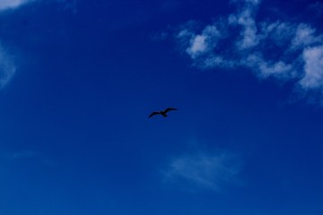 Bird Flying inBright Blue Sky