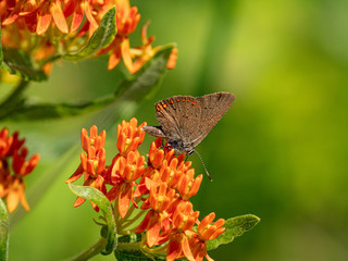 Coral Hairstreak