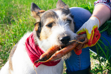 healthy dog with a carrot, the dog eats fresh carrots outdoors, harvesting. Jack Russell with vegetables healthy vegan food.