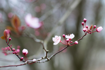 Detail of pink tree blossoms with blurry background