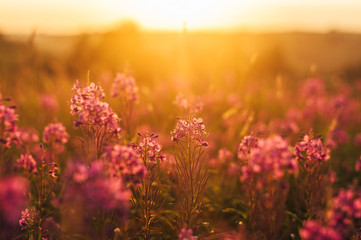 Blooming Sally in sunlight in the evening