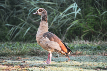 goose on grass