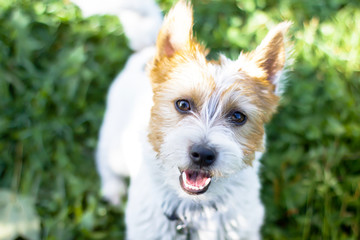 An agile, happy dog Jack Russell Parson Terrier runs along the green grass in a park or forest, a dog close-up face to the camera, macro shot