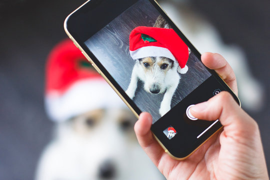 Puppy in a Santa Claus hat for Christmas holidays resting on a wooden background, making selfie on a smartphone or camera. Hands taking a happy dog picture on mobile phone.