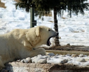Polar Bear Yawning While Resting in the Snow