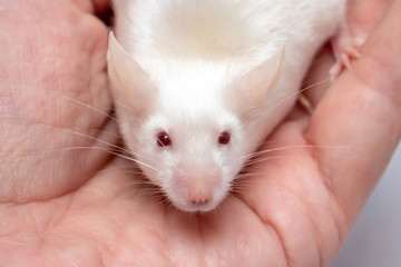Little pretty cute white laboratory mouse on a hand close up