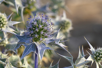 Blüte einer Stranddistel (Eryngium maritimum) - sea holly / seaside eryngo