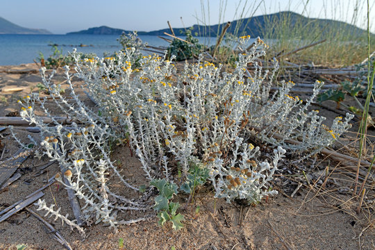 bl&uuml;hende Strandfilzblume / Schneewei&beta;e Strandfilzblume (Otanthus maritimus), Peloponnes, Griechenland - cotton weed plant, Peloponnese, Greece
