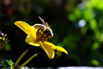 Biene auf gelber Blume - Stockfoto