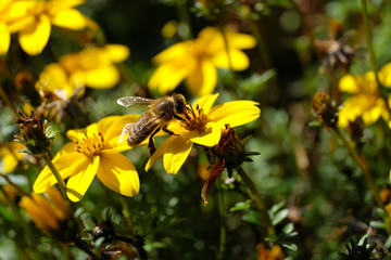 Zum Thema Bienensterben: Biene und gelbe Blumen und verwelkte Blumen Mitte Septermber 2019 - Stockfoto
