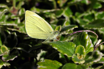 Schmetterling Kohlweißling und grüne Blätter - Stockfoto