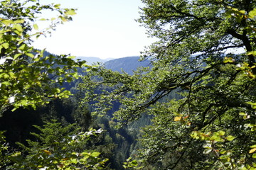 The Black Forest in Bavaria