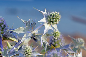 Blüte einer Stranddistel (Eryngium maritimum) - sea holly / seaside eryngo