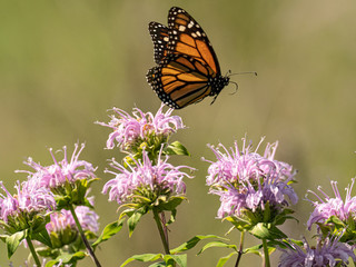 Monarch in flight