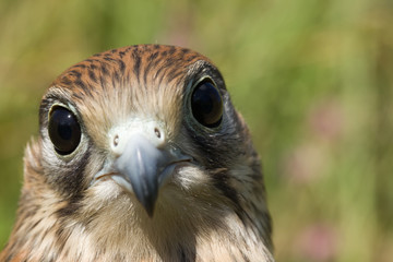 portrait of a young Kestrel Falcon (Falco tinnunculus) closeup