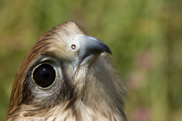 portrait of a young Kestrel Falcon (Falco tinnunculus) closeup