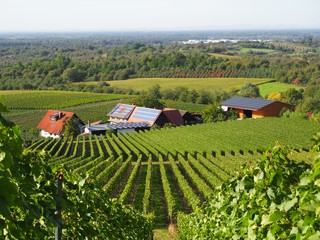 Fototapeta na wymiar vineyards by Bavarian village