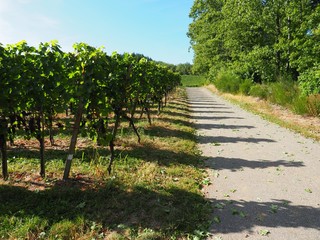 Fototapeta na wymiar Path through vineyard at Durbach