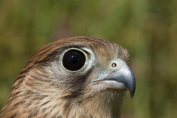 portrait of a young Kestrel Falcon (Falco tinnunculus) closeup
