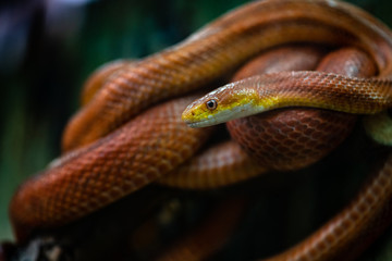 Elaphe rat snake rusty red close up nature macro reptile wild life