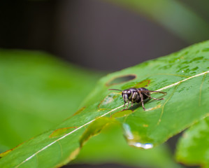 Bee
