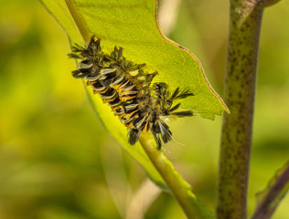 Milkweed Tussock Caterpillar
