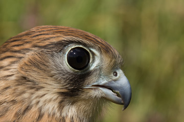 portrait of a young Kestrel Falcon (Falco tinnunculus) closeup