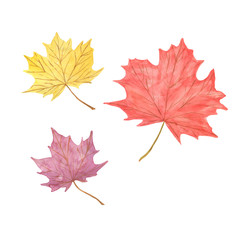 Hand drawn watercolor red and yellow autumn maple tree leaves, simple pattern