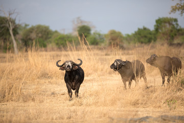 Free roaming african buffalo 