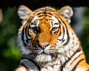 Tiger Portrait