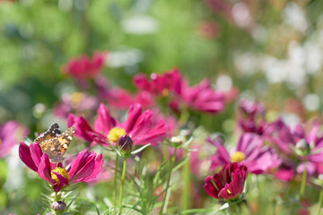 Pink flowers outdoors with butterly and blurred background. Copy space.
