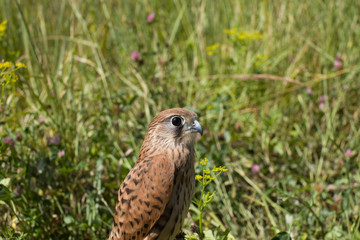 young Kestrel Falcon (Falco tinnunculus) closeup sits in the grass