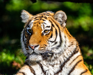 Tiger Portrait