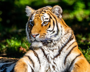Fototapeta na wymiar Tiger Portrait